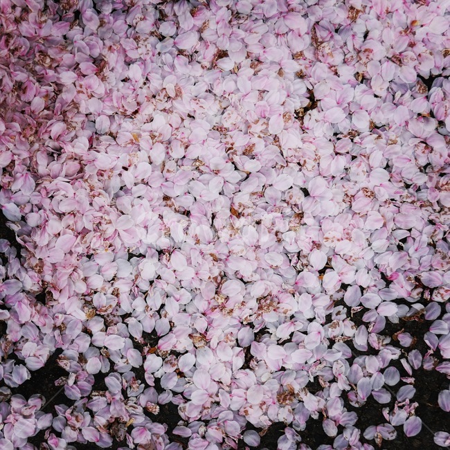 꽃,벚꽃,봄,꽃놀이,식물,핑크,봄,계절,spring,season,식물,자연,plants,nature,꽃,flower,plant,petal,꽃잎,blossom