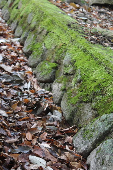 낙엽,이끼,식물,길,moss,식물,자연,plants,nature