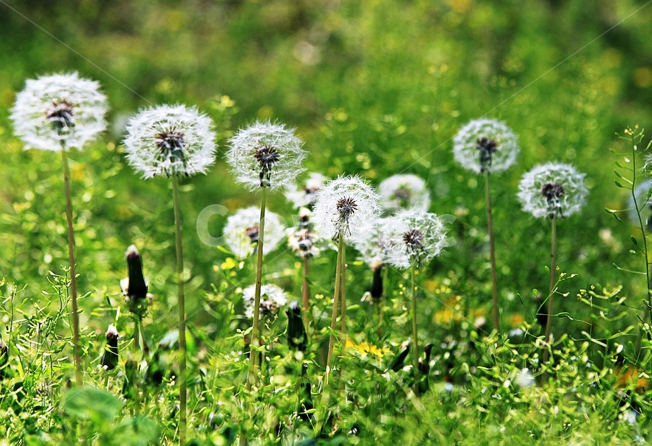 꽃,봄꽃,봄,공원,자연,배경,봄,계절,spring,season,식물,자연,plants,nature,꽃,flower,plant,blossom