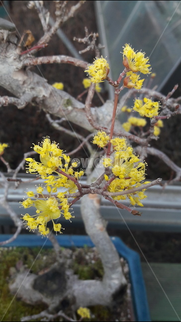 노랑,꽃,봄,아름다움,안산공원,봄,계절,spring,season,식물,자연,plants,nature,꽃,flower,plant