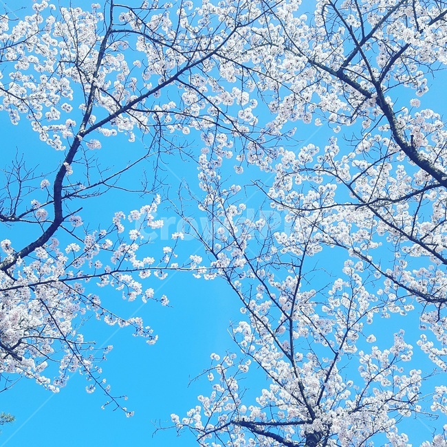 벚꽃,파란하늘,맑음,봄,따듯함