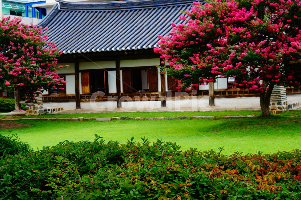 배롱나무,꽃,배롱꽃,핑크,안회당,풍경,한국전통,한국문화,korean traditional,korean culture,식물,자연,plants,nature,꽃,flower,나무,trees,wood,건축물,건물외관,exterior,building,structure,architecture,construction