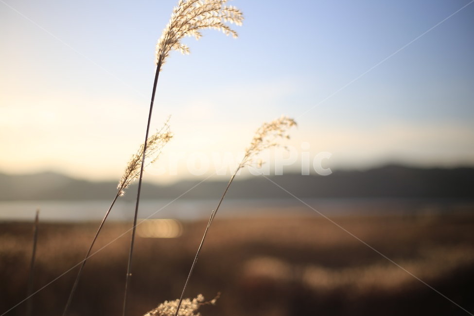 갈대,억새,신성리갈대밭,자연,풍경,가을,갈대밭,grass,잔디,plant,식물,lawn,reed