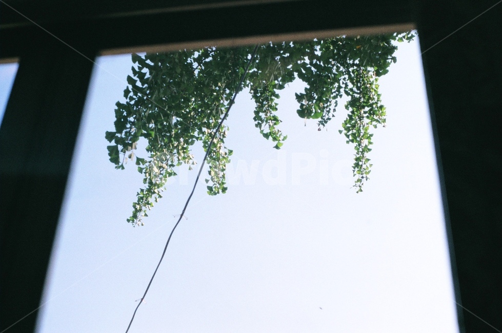 여름,청아한,나무,창문,초록색,하늘,나뭇잎,식물,자연,plants,nature