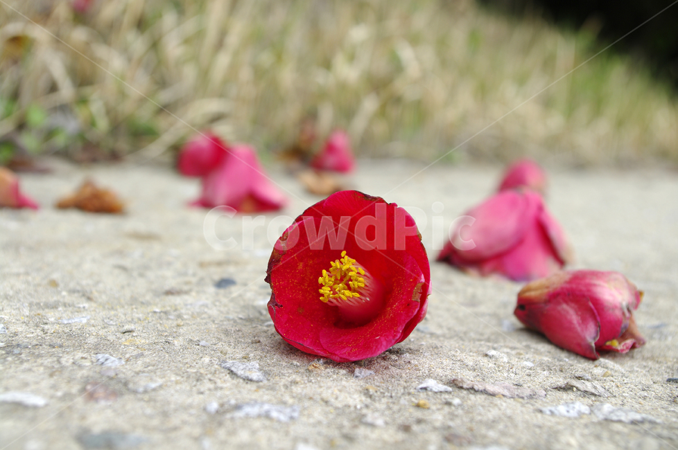 낙화,꽃잎,동백꽃,꽃,flower,식물,plant,자연,nature,꽃,flower