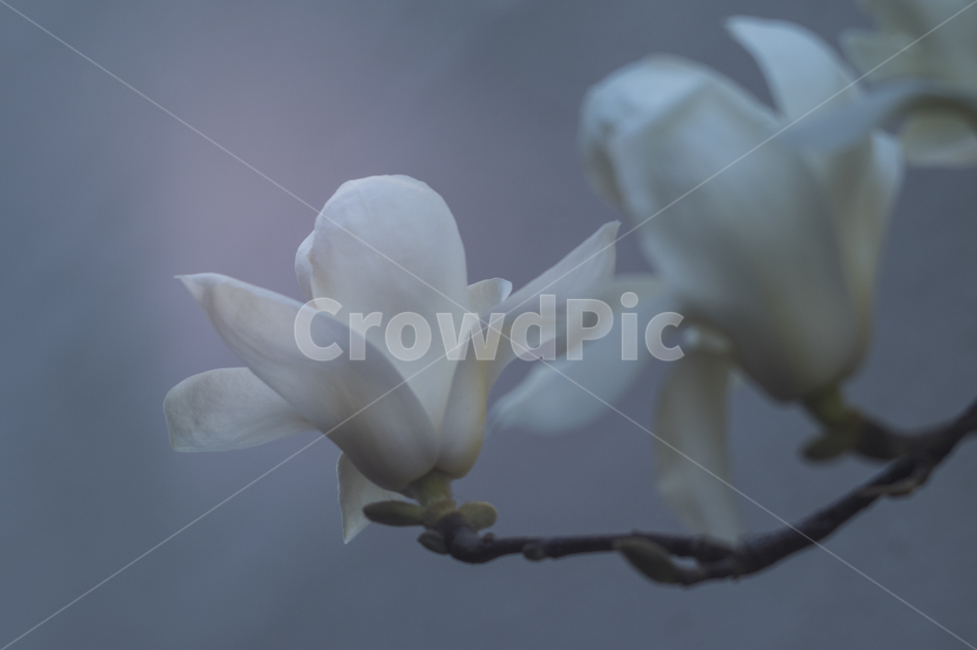 plant,식물,flower,꽃,blossom,petal,목련