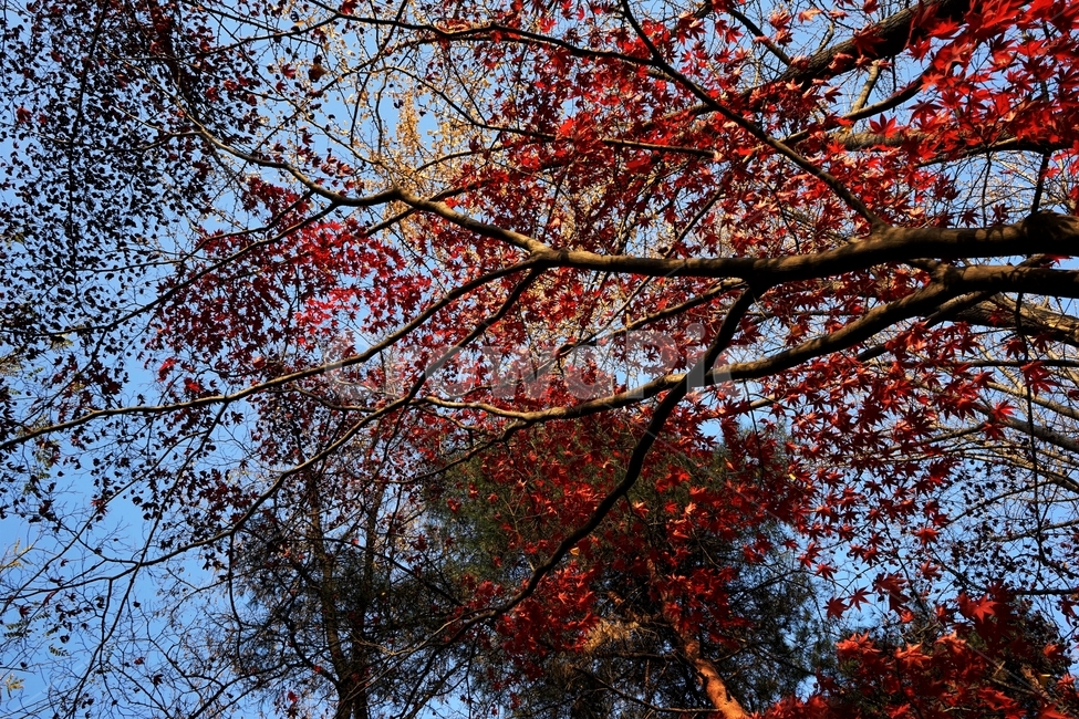가을,단풍,단풍나무,붉은색,자연,화려함,가을풍경,autumn,fall,autumnleaves,plant,nature,계절,나무,븕은색,maple,red,season,colorful,느낌,감성,trees,branches,울긋불긋,자연autumn,mapletree,가을,계절,fall,autumn,season,식물,자연,plants,nature,나무,trees,wood,leaf,잎,tree