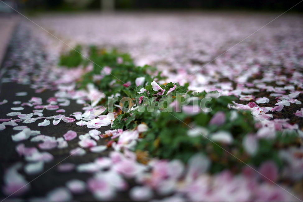 봄,초록,분홍,벚꽃,꽃잎,spring,식물,봄,계절,spring,season,꽃,flower,감성,sensible,feeling,plant,petal,blossom