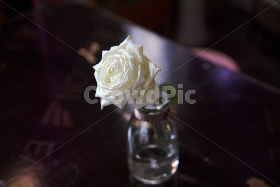 plant,blossom,식물,rose,장미,flower,꽃,화이트,꽃병,실내용화초,화분,화초,house plant