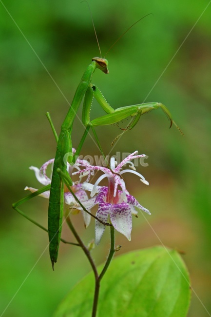 plant,식물,blossom,flower,꽃,야생화,뻐꾹나리꽃,뻐꾹나리,흰뻐꾹나리,사마귀,곤충