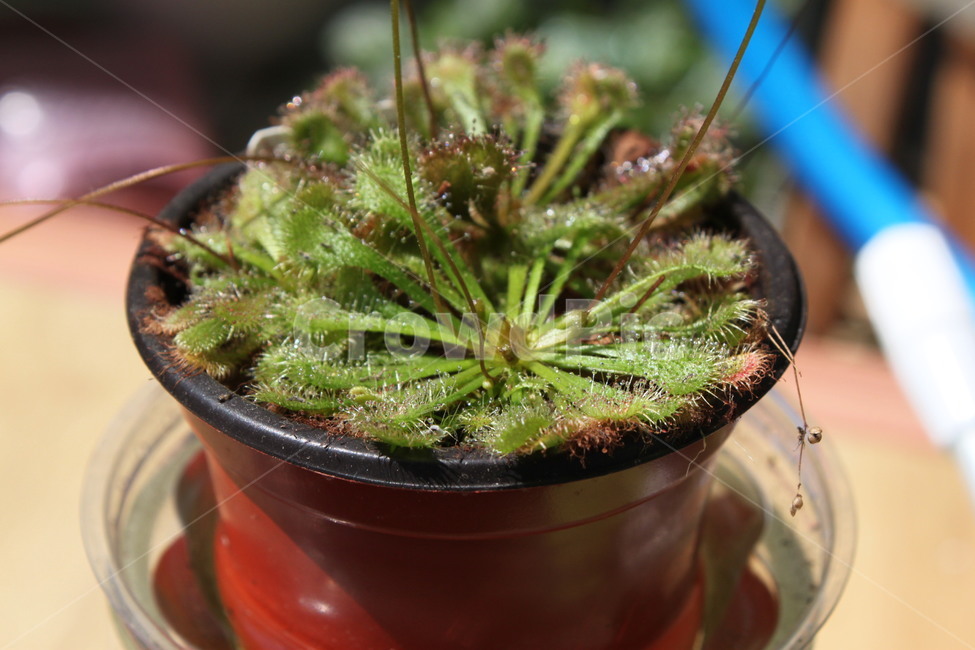식충식물,화분,키우기,식물,벌레,베란다,가드닝,곤충,관상용,식물,자연,plants,nature,실내용화초,화분,화초,house plant