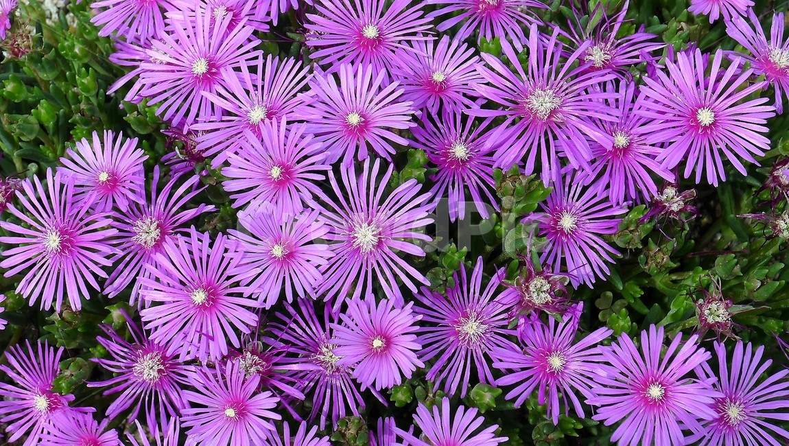꽃,식물,자연,숲,군집,아름다움,식물,자연,plants,nature,꽃,flower
