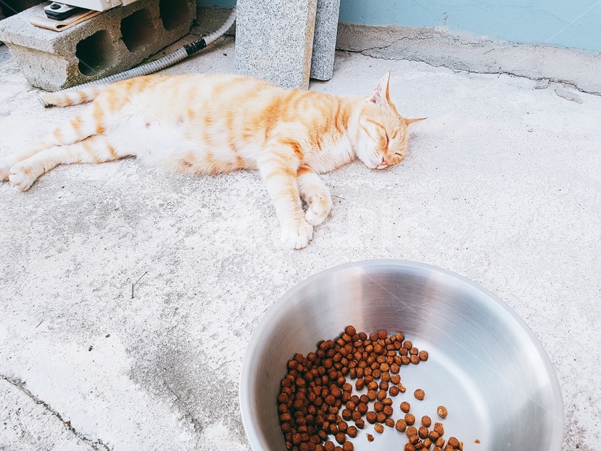 고양이,낮잠,오후,밥,길냥이