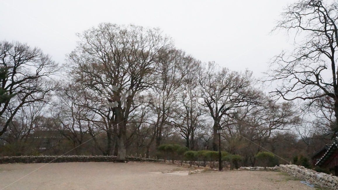 나무,풍경,마당,돌담,흙길,자연,풍경,nature,landscape,tree,plant,식물,ground,바닥