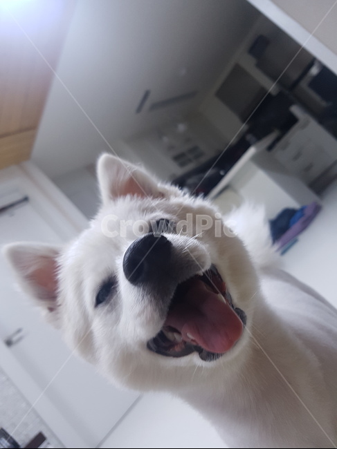 강아지,애기,멍멍이,댕댕이,새끼강아지,애견,발바닥,애교,동물,animal,포유류,mammal,개,강아지,dog,doggy