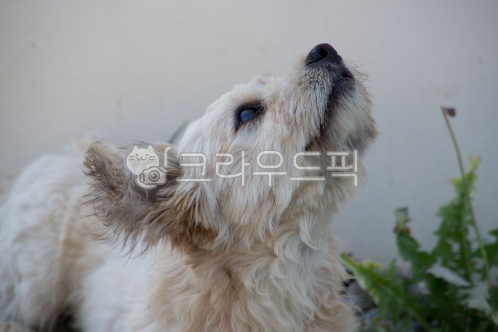 개,강아지,믹스견,시골,시고르자브종,dog,동물,pet