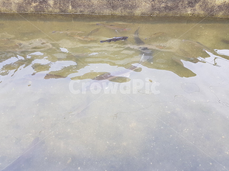 송어,fish,trout,민물고기,송어양식,양식장,어류,물고기,fish