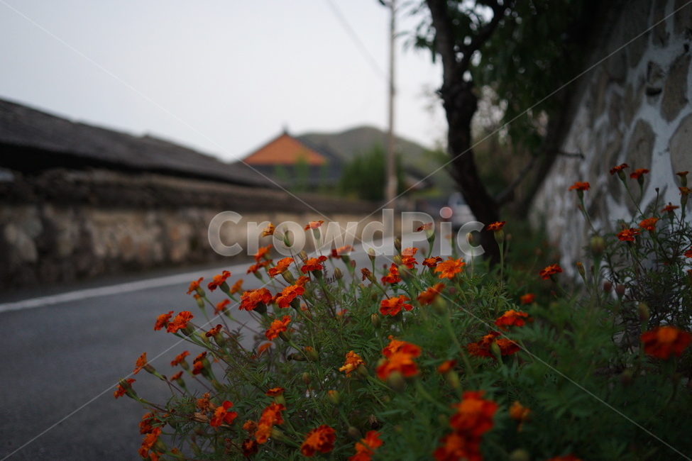 꽃과한옥,골목길꽃,세실피니아,아웃포커싱꽃,plant,식물,골목길,식물,자연,plants,nature,꽃,flower