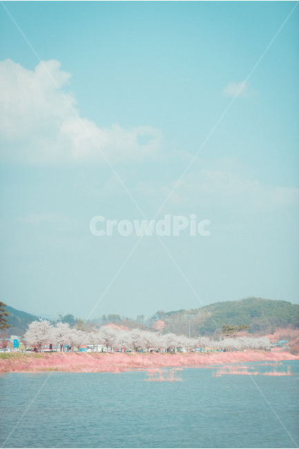꽃,봄,강,하늘,구름,flower,sky,river,spring,cloud,벚꽃,cherryblossom,sakura,봄,계절,spring,season,자연,풍경,nature,landscape,한국자연풍경,한국자연경관,korea nature landscape,감성,sensible,feeling,색깔,색상,색채,색감,color sense,color sensitivity,feeling of color