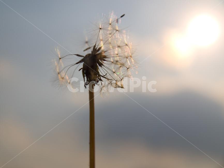 민들레,석양,빛,노을,식물,꽃,blossom,flower,식물,자연,plants,nature