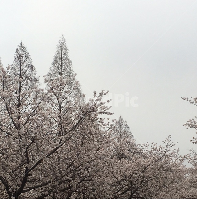 벚꽃,꽃,flower,봄,벚꽃만개,계절,나무,하늘