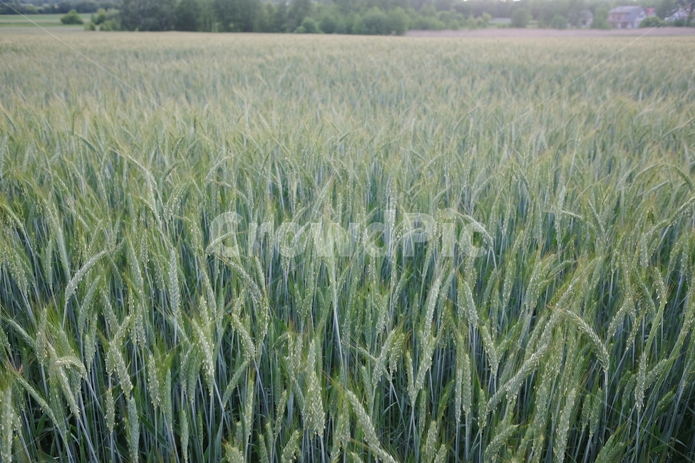 밀,보리,여름,봄,유럽,폴란드,상쾌,휴식