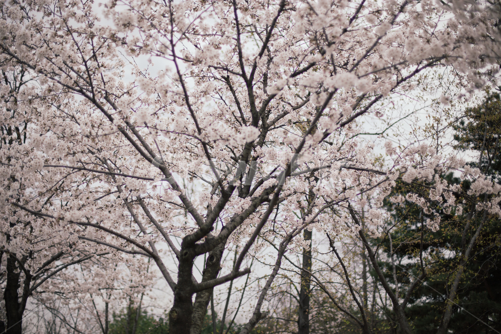 plant,식물,flower,blossom,cherryblossom,벚꽃,봄,spring,봄,계절,spring,season