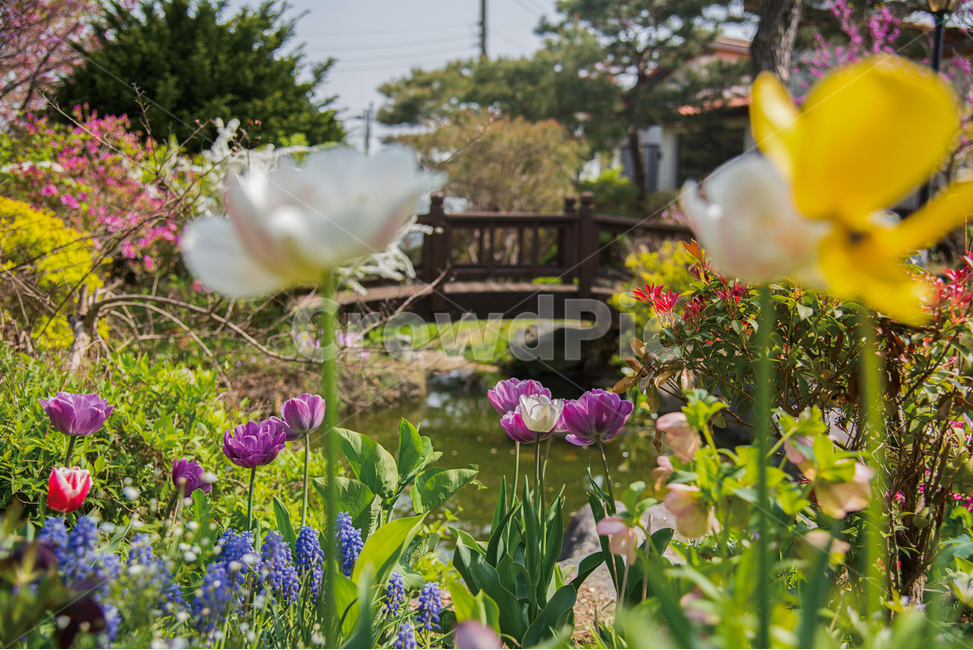 gardening,flower garden,flower,spring flowers,spring,plant,garden,colorful