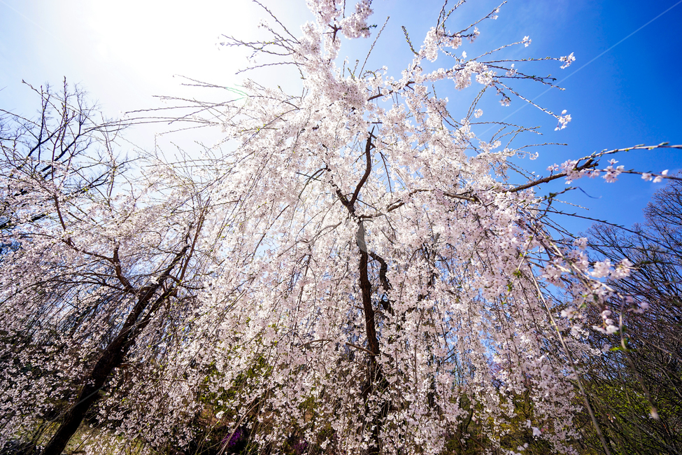 벚꽃,꽃,꽃나무,봄,봄날,소풍,여행,풍경,봄,계절,spring,season,식물,자연,plants,nature,나무,trees,wood,plant,flower,cherry blossom,blossom