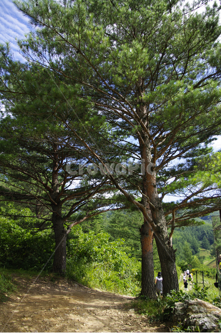 나무,식물,신록,소나무,plant,자연,풍경,nature,landscape,tree,tree trunk,나무 줄기