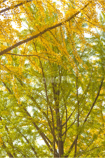 은행나무,풍경,나무,자연,가을,가을,계절,fall,autumn,season,식물,자연,plants,nature,나무,trees,wood,휴식,힐링,rest,relaxation,healing,tree,plant