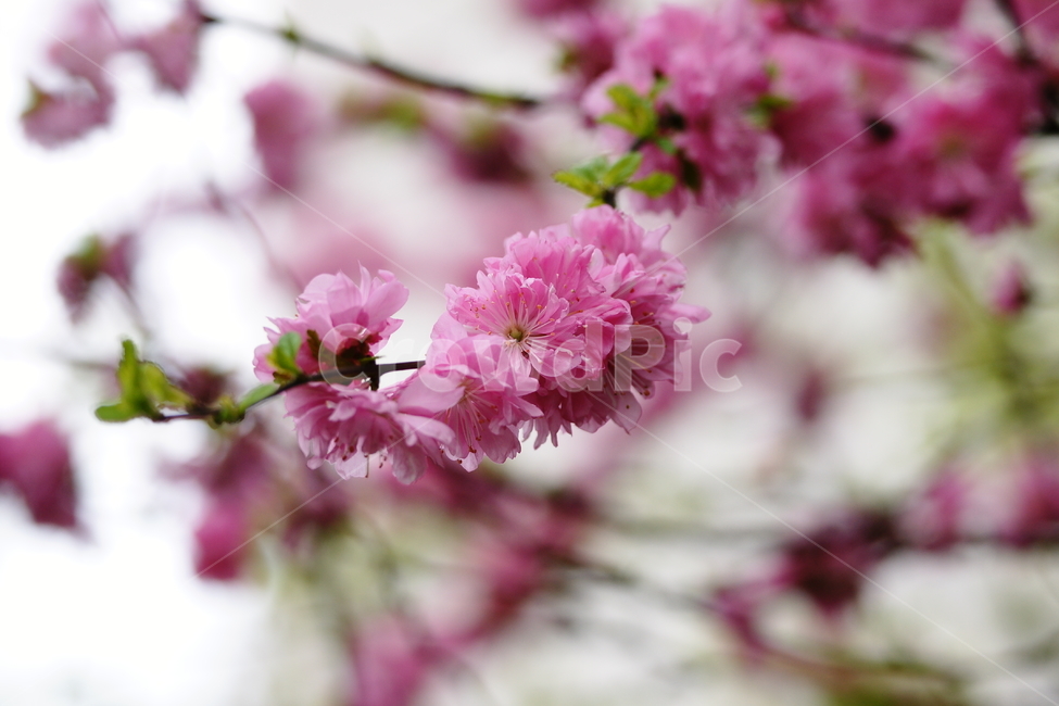 꽃,분홍꽃잎,분홍색,나무가지,잎사귀,봄,계절,spring,season,식물,자연,plants,nature,꽃,flower,plant