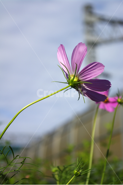 코스모스,꽃,식물,flower,plant,가을,계절,fall,autumn,season,식물,자연,plants,nature,꽃,flower,geranium,제라늄,blossom