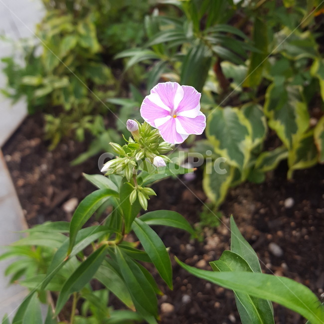 꽃,줄무늬,자연,식물,분홍색,식물,자연,plants,nature,꽃,flower