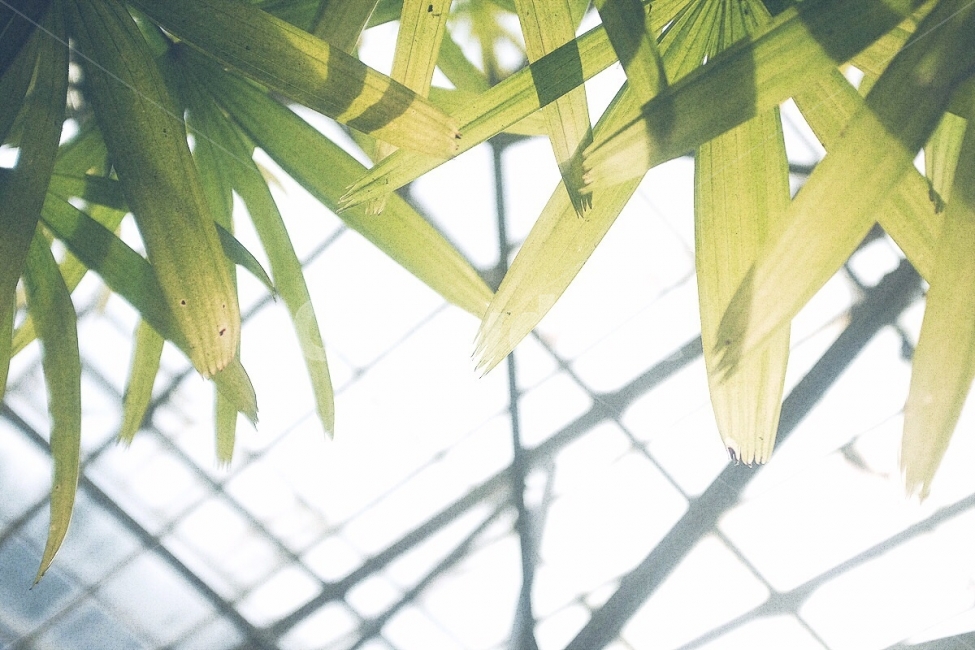 감성사진,식물,초록색,나무,피톤치드,겨울,emotion,plant,leaf,green,color,tree,색감,식물,자연,plants,nature