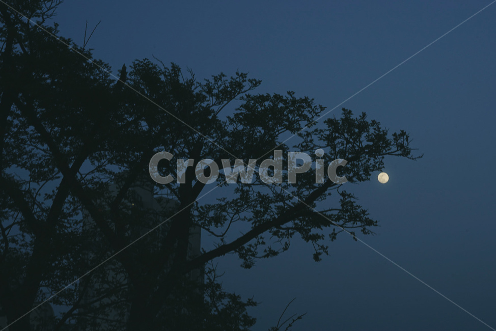 자연,옥외,밤,소나무,달,nature,night,astronomy,천문학,universe,outerspace,outdoors,moon