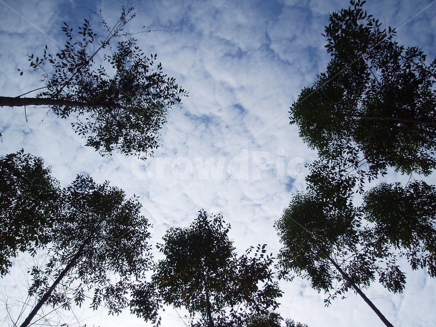 나무,하늘,tree,sky,자연,nature
