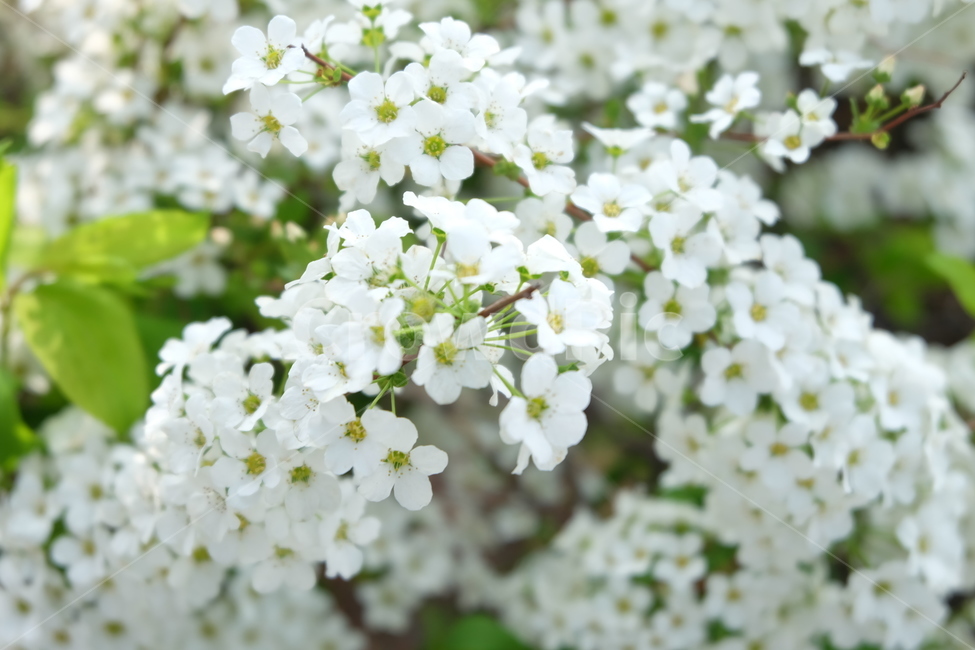 plant,식물,flower,꽃,blossom,봄,자연,봄꽃,flowers,식물,자연,plants,nature,꽃,flower