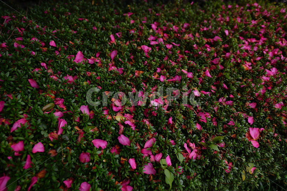 blossom,꽃,식물,plant,꽃잎,동백,동백꽃,식물,자연,plants,nature,꽃,flower