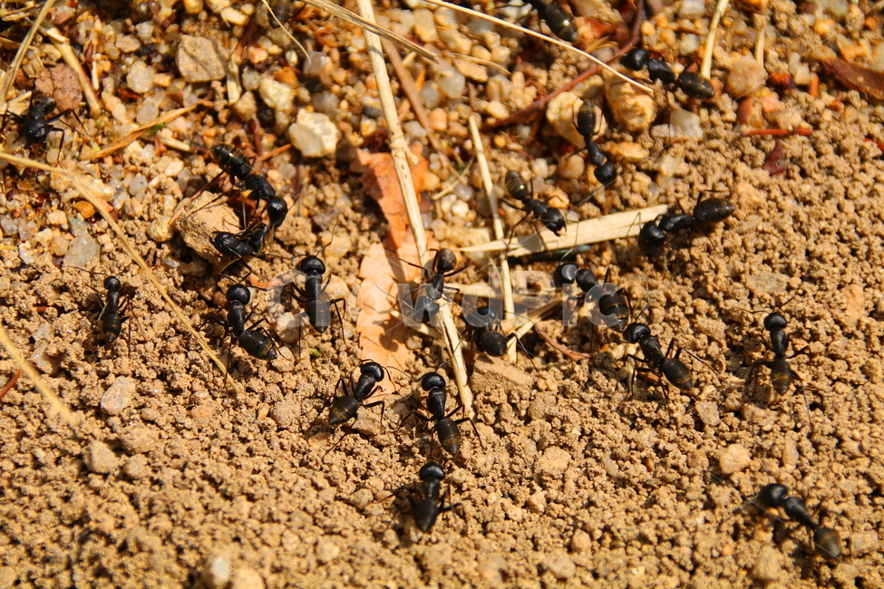 동물,곤충,자연,풍경,벌레,동물,animal,곤충,벌레,insect,bug