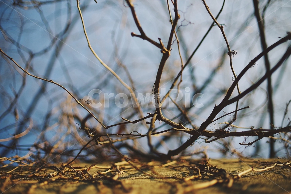 가을,나무,나뭇가지,감성,감성사진,autumn,fall,tree,자연,nature,벽,wall