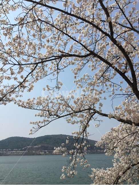 봄,체리블라썸,plant,식물,flower,blossom,꽃,cherryblossom,벚꽃