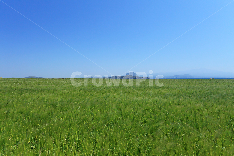 가파도,청보리,청보리밭,보리,보리밭,제주,제주도,섬,밭,논밭,논,시골,전원,식물,농작물,작물,녹색,그린,자연,지평선,하늘,배경,백그라운드,아름다운,풍경,농업,재배,곡물,송악산,산방산,한국
