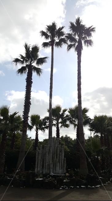 나무,구름,야자수,식물,tree,하늘,식물,자연,plants,nature,나무,trees,wood