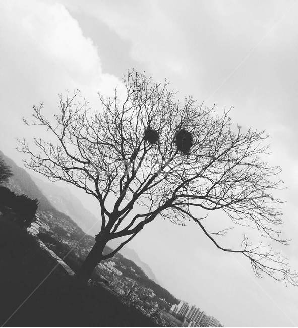 나무,새둥지,tree,겨울,풍경,겨울,계절,winter,season,식물,자연,plants,nature,나무,trees,wood,실루엣,그림자,silhouette,shadow,흑백,모노톤,monochrome,black and white