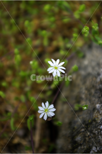 식물,초록,자연,꽃,flower,꽃봉오리,식물,자연,plants,nature,꽃,flower