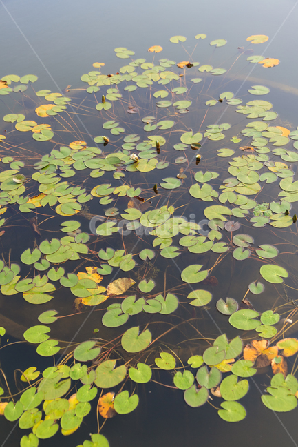 연잎,연못,수생식물,잎,여름,못,식물,꽃,배경,식물,자연,plants,nature
