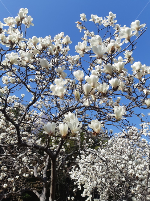 목련,봄,흰목련,하얀,꽃,봄,계절,spring,season,식물,자연,plants,nature,꽃,flower,plant,blossom