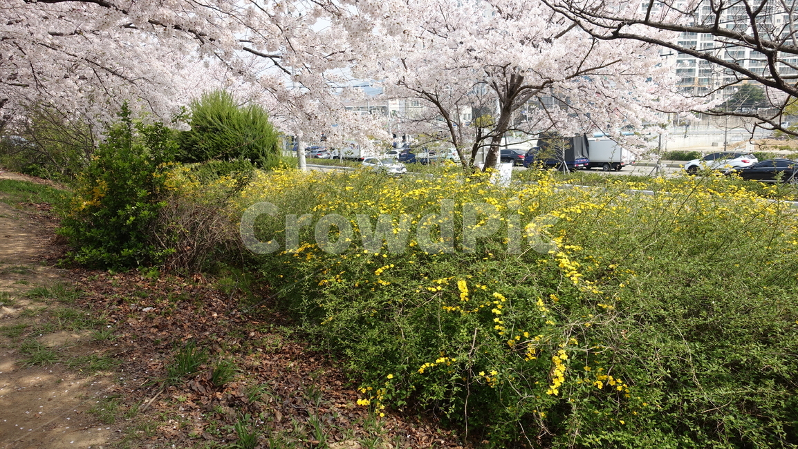 봄풍경,개나리,벚꽃,식물,꽃,노란꽃,봄,계절,spring,season,자연,풍경,nature,landscape,plant,blossom,flower