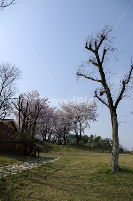 봄,벚꽃,나무,꽃,flower,식물,자연,풍경,nature,landscape,plant